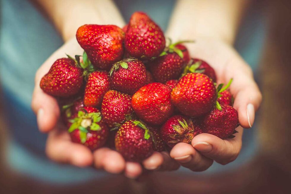 Erdbeeren selber pflücken – Unser Hofladen
