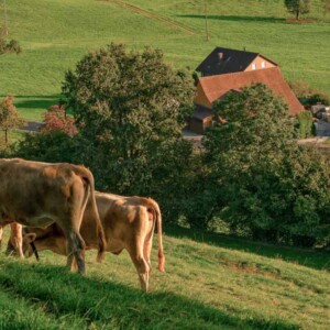 Bauernhof mit Kühen